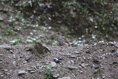 Tetraophasis obscurus