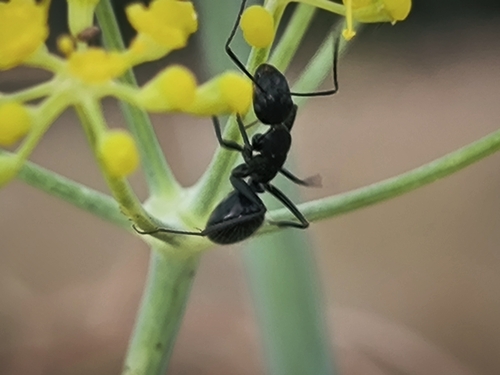 Ethiop Carpenter Ant