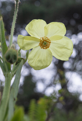 Meconopsis sulphurea