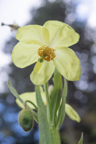 Meconopsis sulphurea, photograph 1
