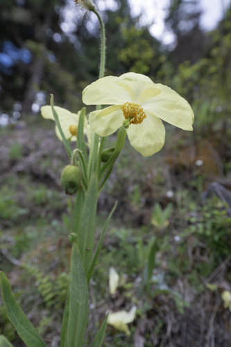 Meconopsis sulphurea, photograph 2