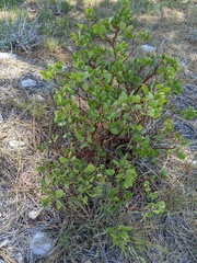 Arctostaphylos pungens