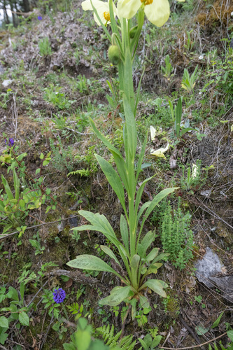 Meconopsis sulphurea, photograph 3