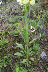 Morten Ross, CC BY, iNaturalist via GBIF Meconopsis sulphurea, photograph Morten Ross, CC BY, iNaturalist via GBIF