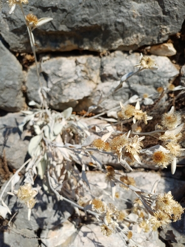 Snow Samphire