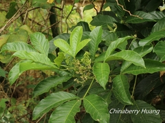 Melicope semecarpifolia