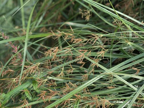 Cyperus longus, photograph 4