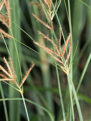 Cyperus longus, photograph 3