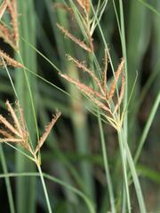 Cyperus longus, photograph (c) Daniel Cahen, some rights reserved (CC BY)