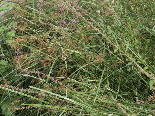 Cyperus longus, photograph 5