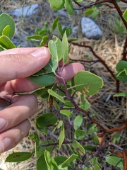 Arctostaphylos pungens