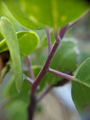 Arctostaphylos pungens