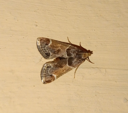 Meal moth