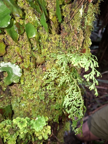 Hymenophyllum pulcherrimum observed 2026-08-16