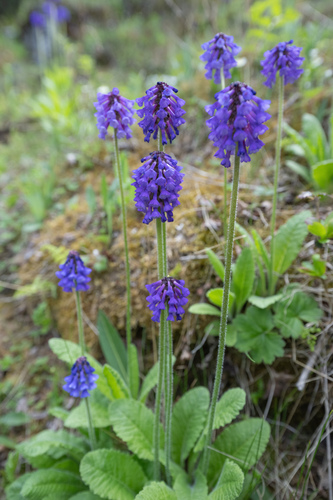 Primula deflexa, photograph 3