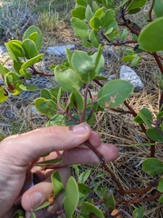 Arctostaphylos pungens