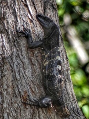 Ctenosaura oedirhina
