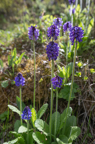 Primula deflexa, photograph 2