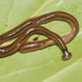 Shovel-headed Garden Worm - Photo (c) 
Jean-Lou Justine​, Leigh Winsor, Delphine Gey, Pierre Gros, and Jessica Thévenot, some rights reserved (CC BY-SA)