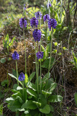Primula deflexa