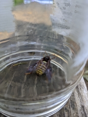Cimbex pacificus