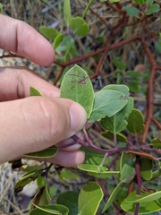 Arctostaphylos pungens