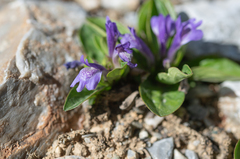 Lancea tibetica, photograph (c) Morten Ross, some rights reserved (CC BY)