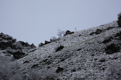 Crossoptilon crossoptilon