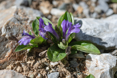 Lancea tibetica
