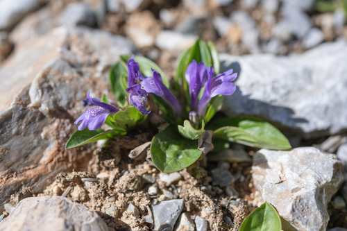 Lancea tibetica, photograph 2