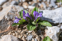 Lancea tibetica, photograph (c) Morten Ross, some rights reserved (CC BY)