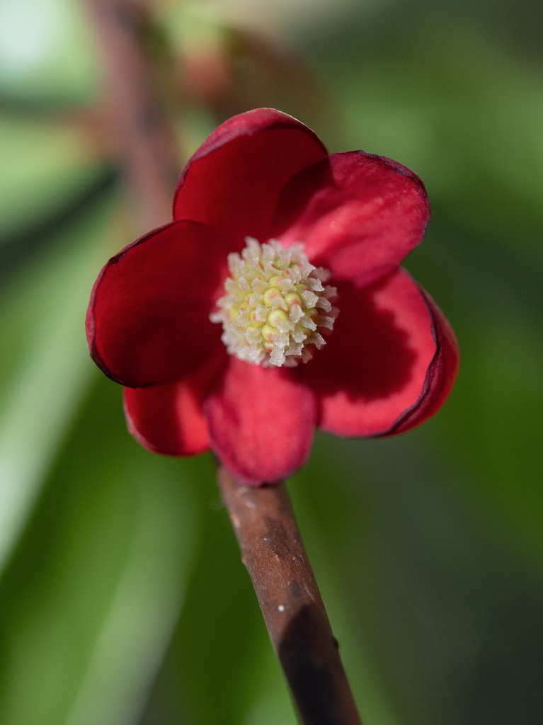 Schisandra rubriflora; photograph Morten Ross, CC BY, iNaturalist via GBIF