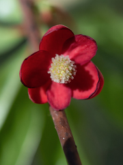 Schisandra rubriflora