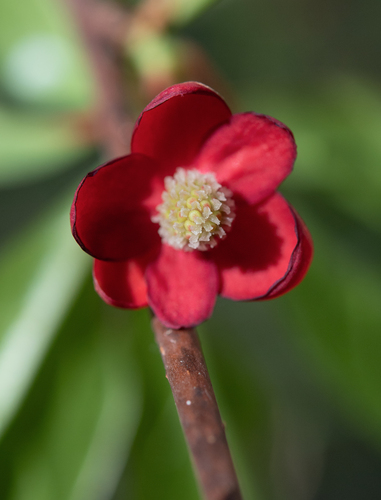 Schisandra rubriflora, photograph 1