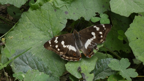 Purple Emperor