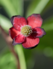 Morten Ross, CC BY, iNaturalist via GBIF Schisandra rubriflora, photograph Morten Ross, CC BY, iNaturalist via GBIF