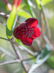 Morten Ross, CC BY, iNaturalist via GBIF Schisandra rubriflora, photograph Morten Ross, CC BY, iNaturalist via GBIF