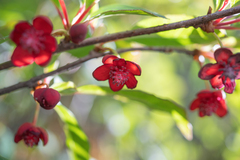 Morten Ross, CC BY, iNaturalist via GBIF Schisandra rubriflora, photograph Morten Ross, CC BY, iNaturalist via GBIF