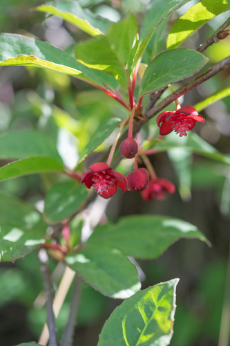 Schisandra rubriflora, photograph 5