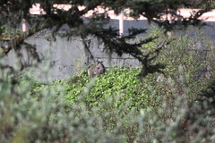 Elaphodus cephalophus