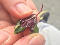 Dysaphis