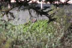 Elaphodus cephalophus