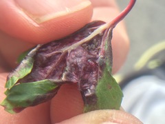 Dysaphis