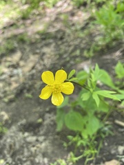 Ranunculus japonicus