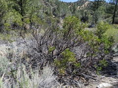 Arctostaphylos pungens