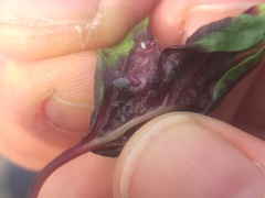 Dysaphis