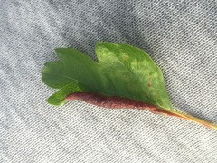 Dysaphis