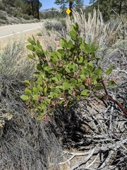 Arctostaphylos pungens