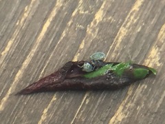 Dysaphis