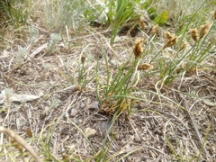 Carex duriuscula
